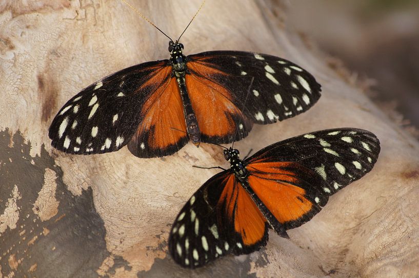 Monarchvlinders by Ronald en Bart van Berkel