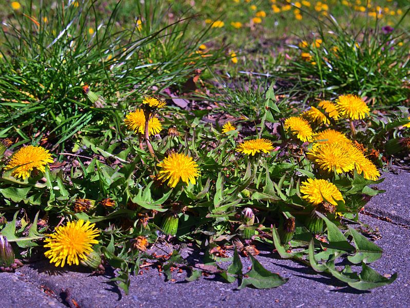 Paardebloem 3 van Edgar Schermaul