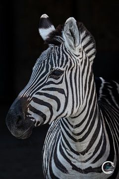 Zebra von Kimberly de Jager