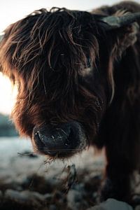 Bœuf des Highlands en hiver