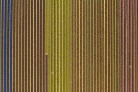 Ein Zwiebelfeld von oben gesehen