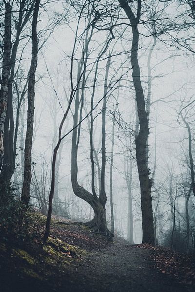 Unheimlicher Wald von Meike Huibers