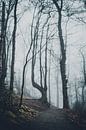 Eerie Forest van Meike Huibers thumbnail