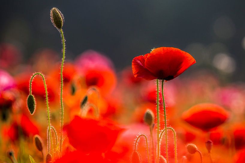 klaprozenveld van Andre Brasse Photography
