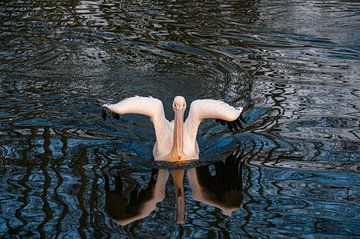 Pelican by John Driessen