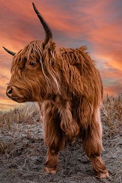 Highland Cattle in Sunset van Fabian Elsing