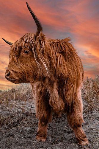 Highland Cattle in Sunset