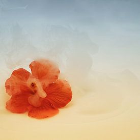 Fleur d'hibiscus à l'atmosphère rêveuse. sur Saskia Dingemans Awarded Photographer