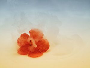 Hibiskusblüte mit verträumter Atmosphäre.