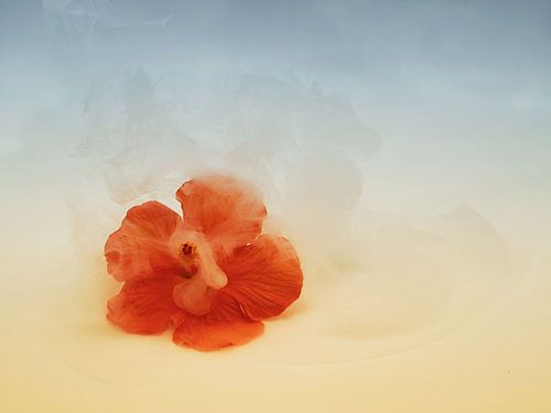 Hibiskusblüte mit verträumter Atmosphäre. von Saskia Dingemans Awarded Photographer