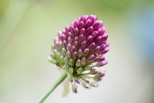macro