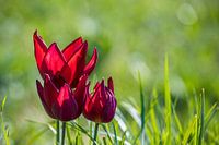 Les tulipes dans l'herbe 1