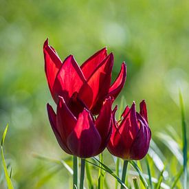 Les tulipes dans l'herbe 1 sur Stefan Wapstra