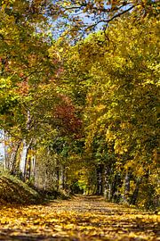 Golden Avenue in Autumn Light by Lichtlaub Photography | Toni Seyfert