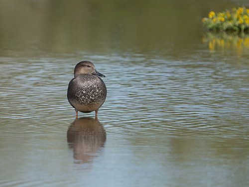 Gadwall by Liliane Jaspers