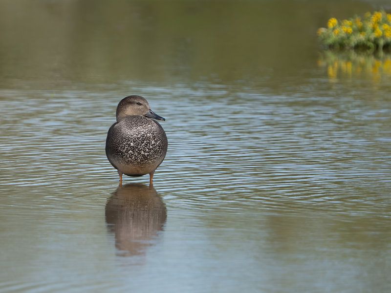 Gadwall by Liliane Jaspers
