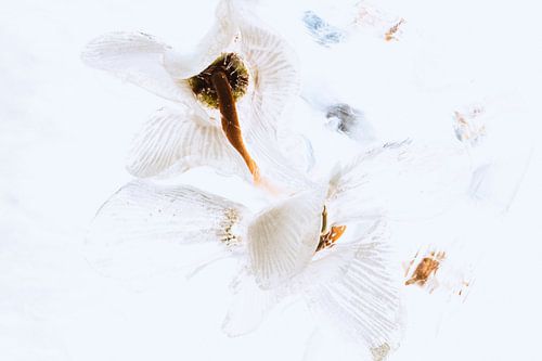 Weisse Alpenveilchen in Eis