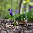 close up of a beautiful flowering wood hyacinth in the Hallerbos by Kim Willems thumbnail