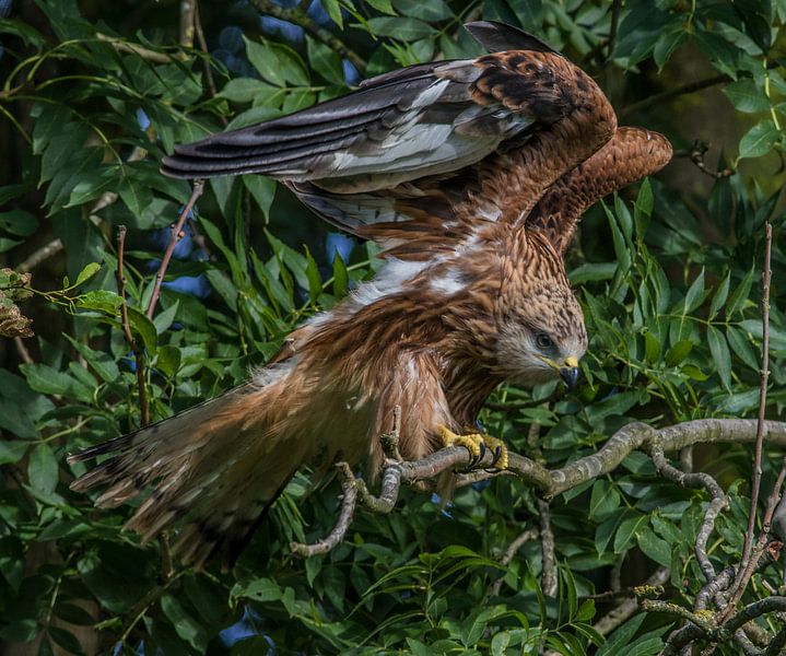 Red Kite by Patrick Scholten