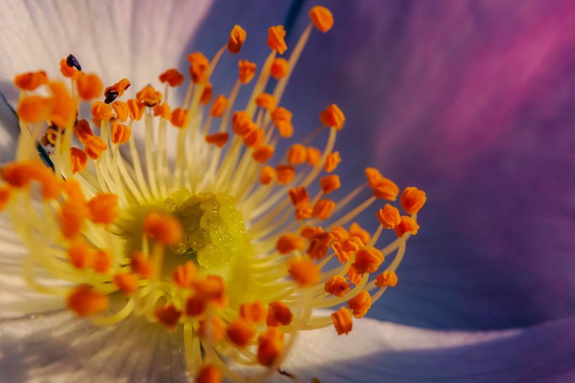 Fleurs, plantes et arbres par Pitkovskiy Photography|ART
