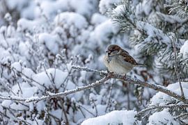The little sparrow in winter by Christina Bauer Photos