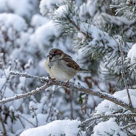 Le petit moineau en hiver sur Christina Bauer Photos