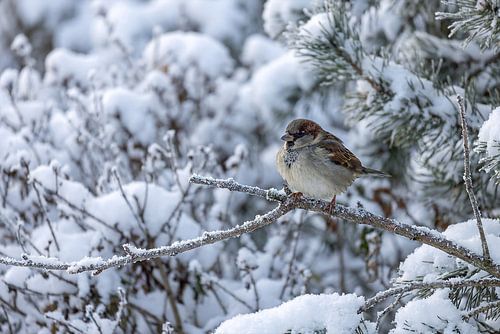 De kleine mus in de winter