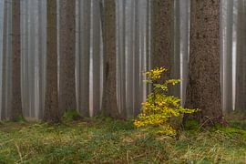 Farbe im nebeligen Wald von Denis Feiner