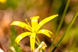 Delicate flower magic hidden in the grass by Fototante