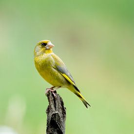 groenling, wat een mooi vogeltje van Ria van den Broeke