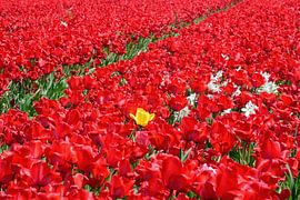 Yellow and the invading daffodils by Frank's Awesome Travels