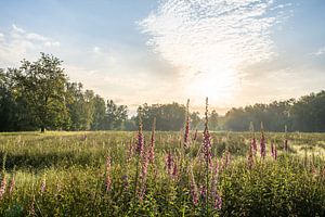 Vingerhoedskruid tijdens de zonsopkomst op de heide