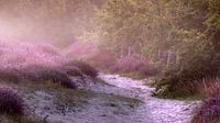 Heather in mist