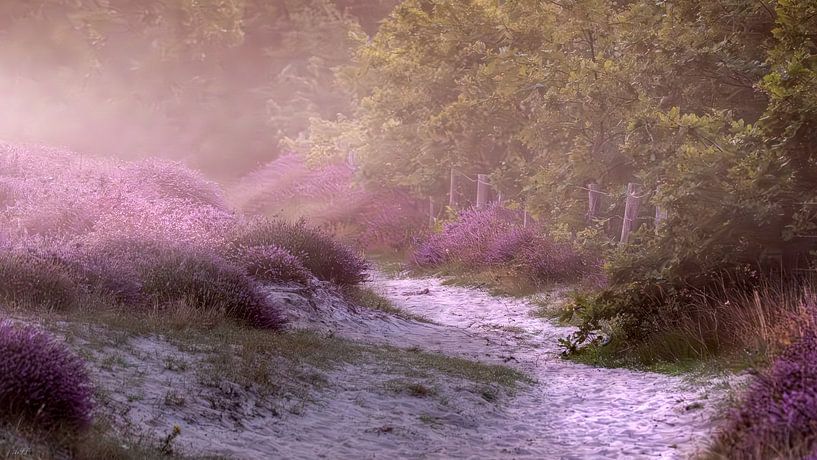 Heather in mist by Alida van Luijn-Toet