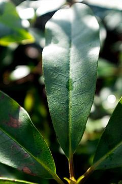 groene plant in het zonlicht, landelijke stijl  macrofoto van Karijn | Fine art Natuur en Reis Fotografie