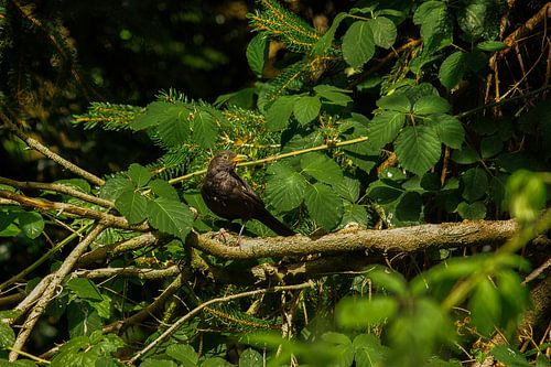 Een merel in de bramenstruik