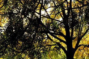 Herbstbaum