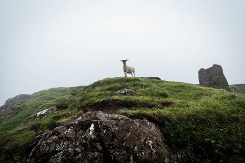 Moutons posant devant la caméra