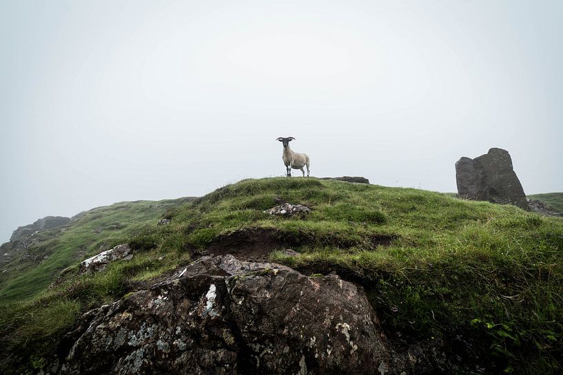 Schafe posieren vor der Kamera von Ken Costers