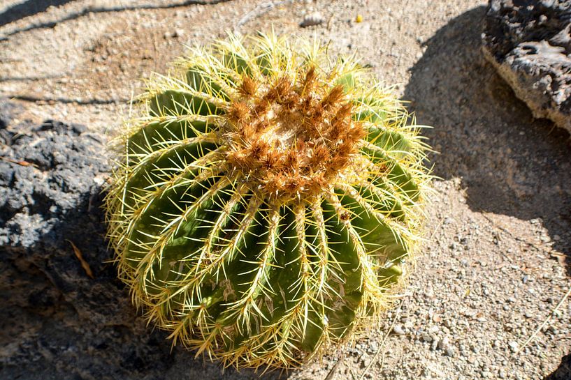Cactus Garden, Henderson, Nevada, USA von GH Foto & Artdesign