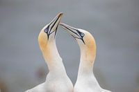 gannets