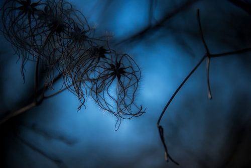 Ombres entremêlées