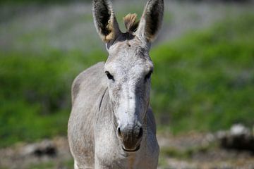 Wild donkey on Bonaire by Pieter JF Smit