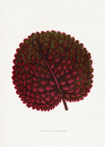 Illustratie van een roze blad van de Gesneria exoniensis