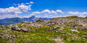 Bergblumen (Arnika montana)