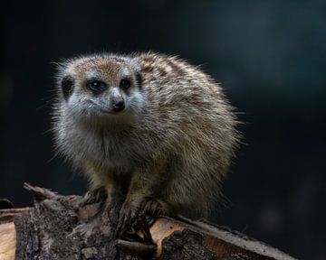 Erdmännchen von Remco Kraaijeveld