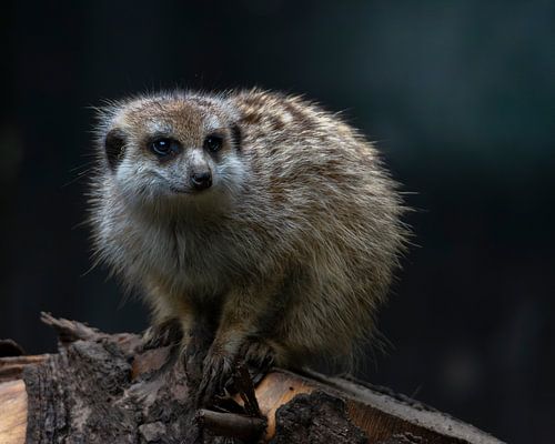 Meerkat