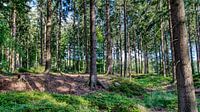 freshness of the forest