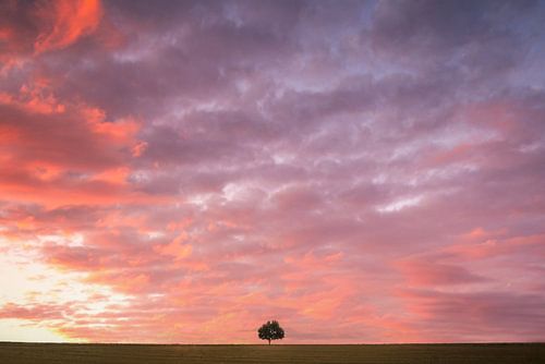 Eenzame boom in de zonsondergang