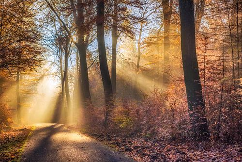 Rayons de la forêt